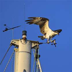 And no album from here is complete without an osprey picture, or two!